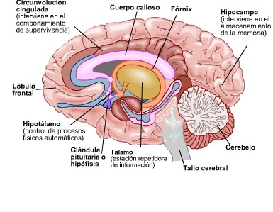Del los superficie de cerebro sanguíneos vasos